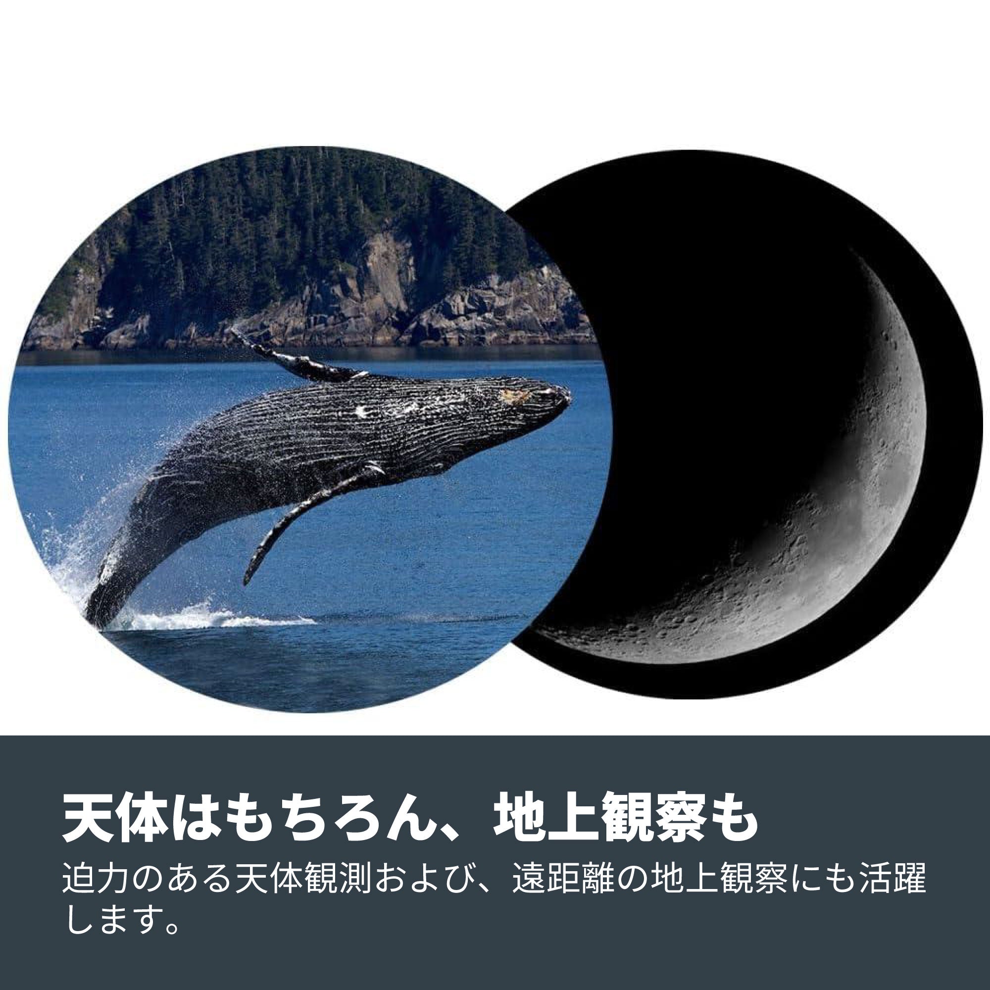 SkyMaster 25x100 ポロプリズム双眼鏡｜セレストロン スカイマスター