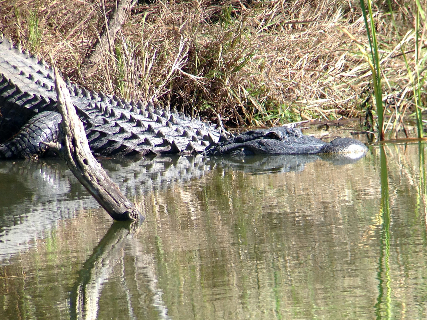 Regal M2 16-48×65 ED フィールドスコープ