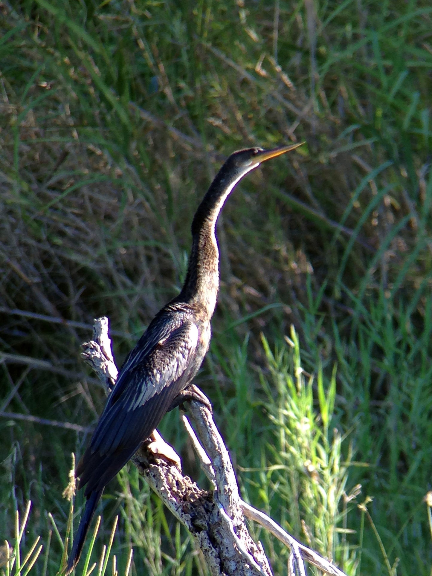 Regal M2 16-48×65 ED フィールドスコープ