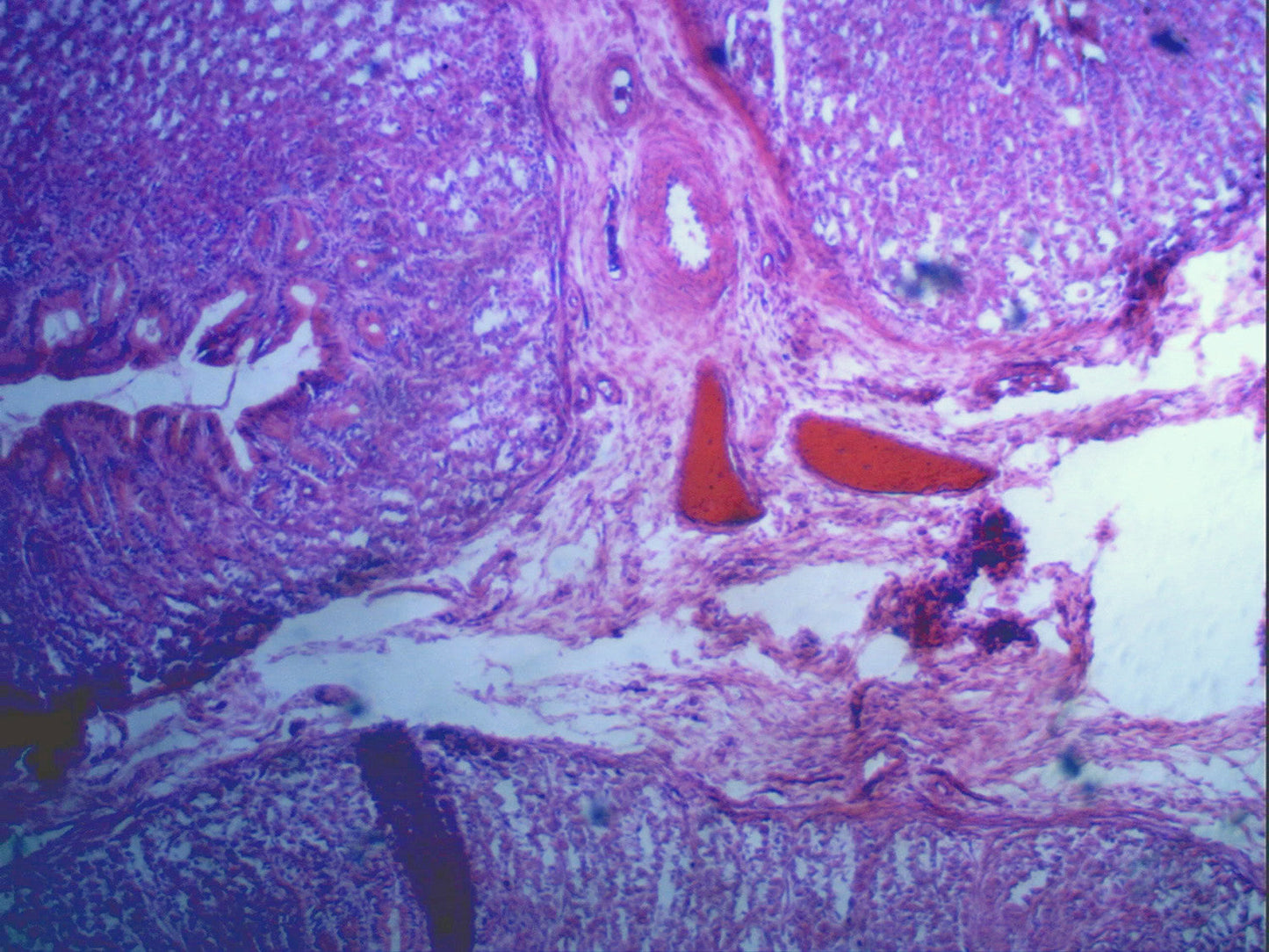 デジタル顕微鏡カメラ 5MP