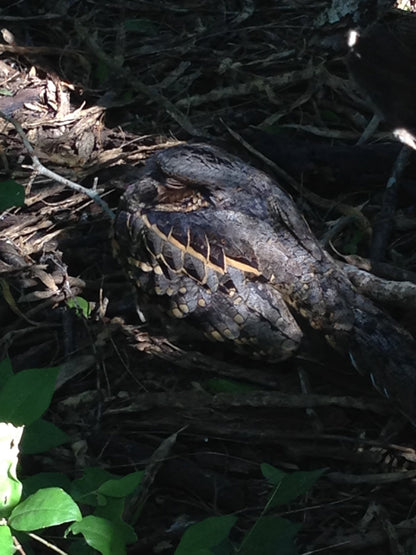 Regal M2 16-48×65 ED フィールドスコープ