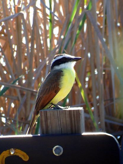 Regal M2 16-48×65 ED フィールドスコープ