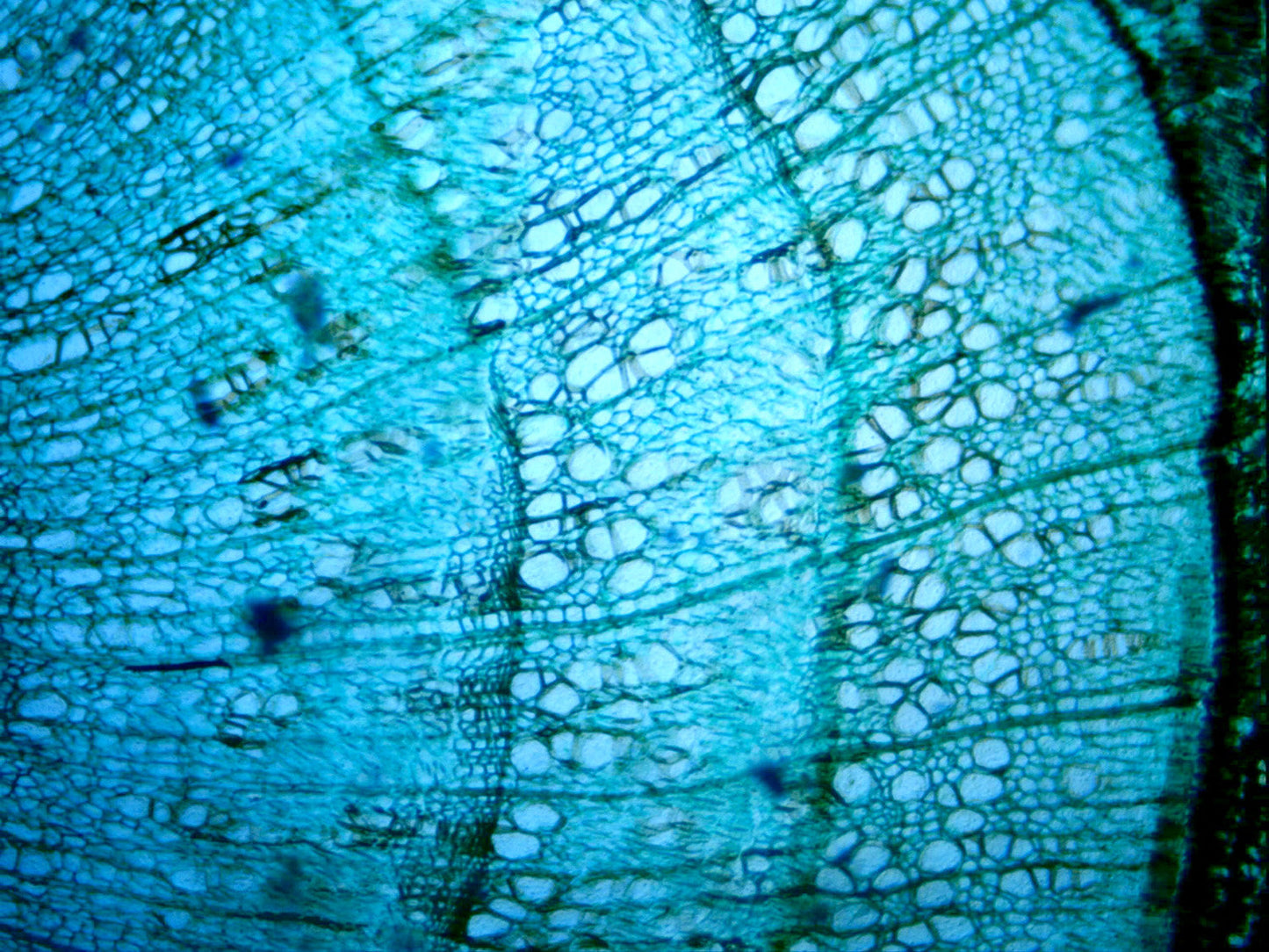 デジタル顕微鏡カメラ 5MP