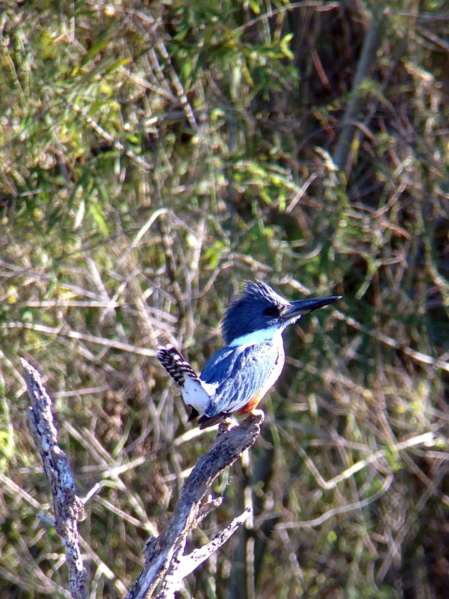 Regal M2 16-48×65 ED フィールドスコープ