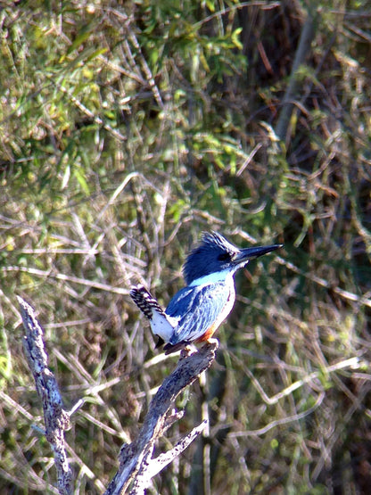 Regal M2 16-48×65 ED フィールドスコープ