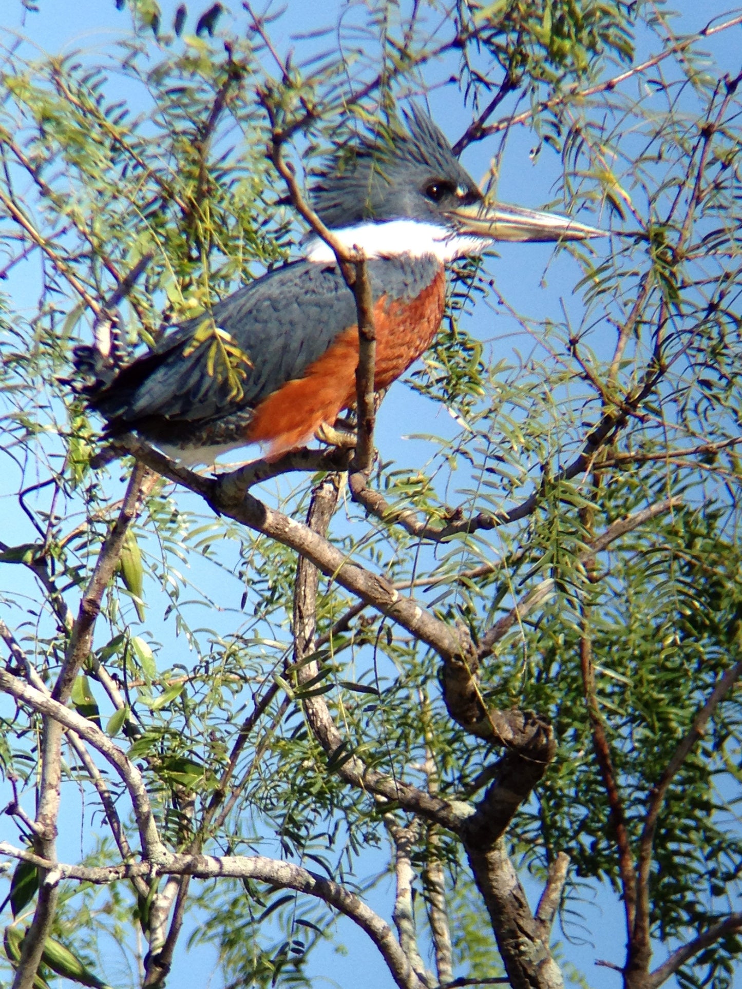 Regal M2 16-48×65 ED フィールドスコープ