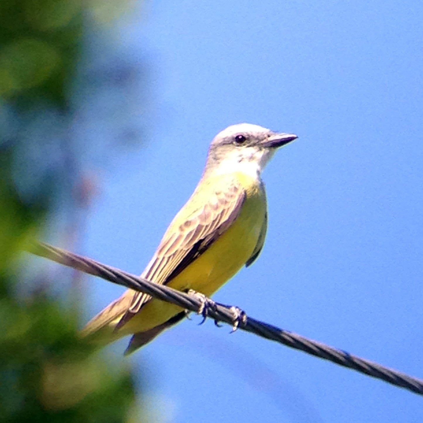 Regal M2 16-48×65 ED フィールドスコープ