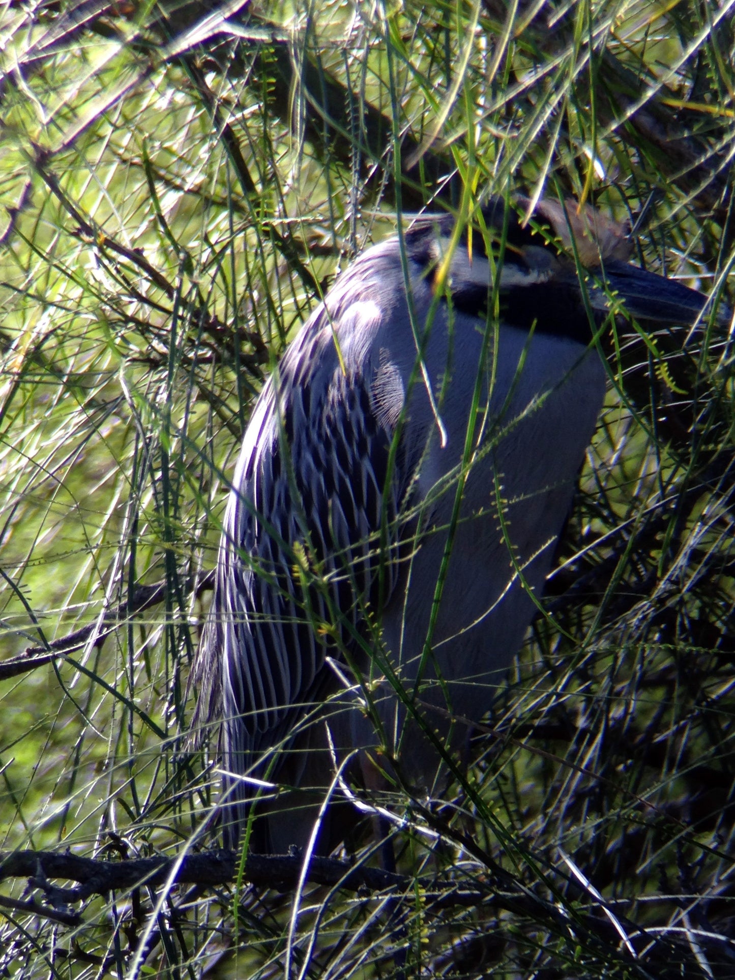 Regal M2 16-48×65 ED フィールドスコープ