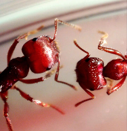 デジタル顕微鏡 1080P HD