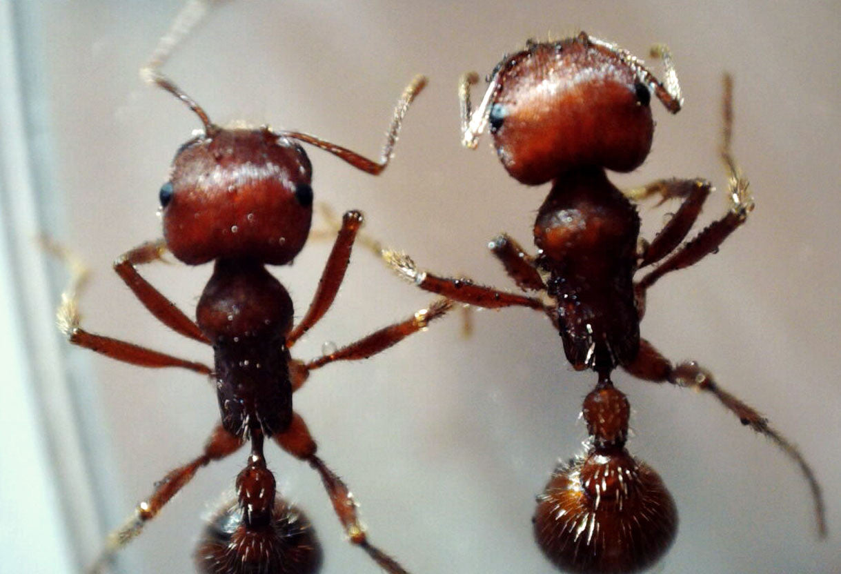 デジタル顕微鏡 1080P HD