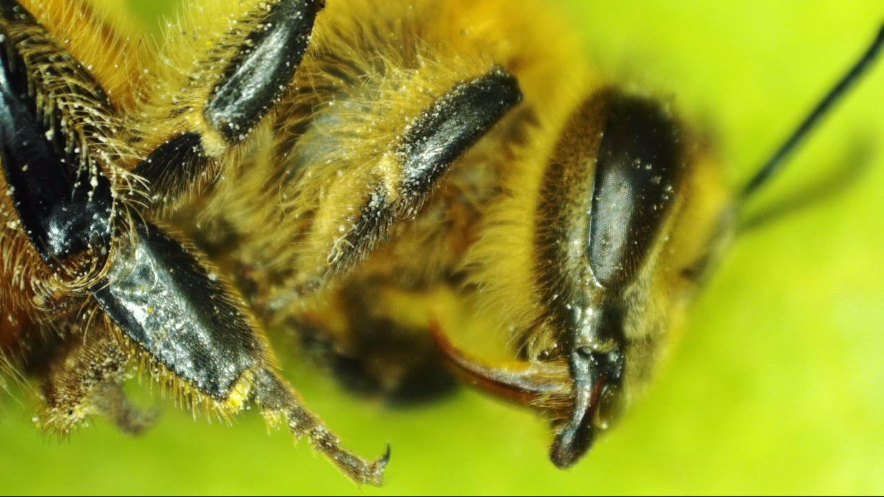 デジタル顕微鏡 1080P HD