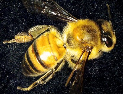 デジタル顕微鏡 1080P HD