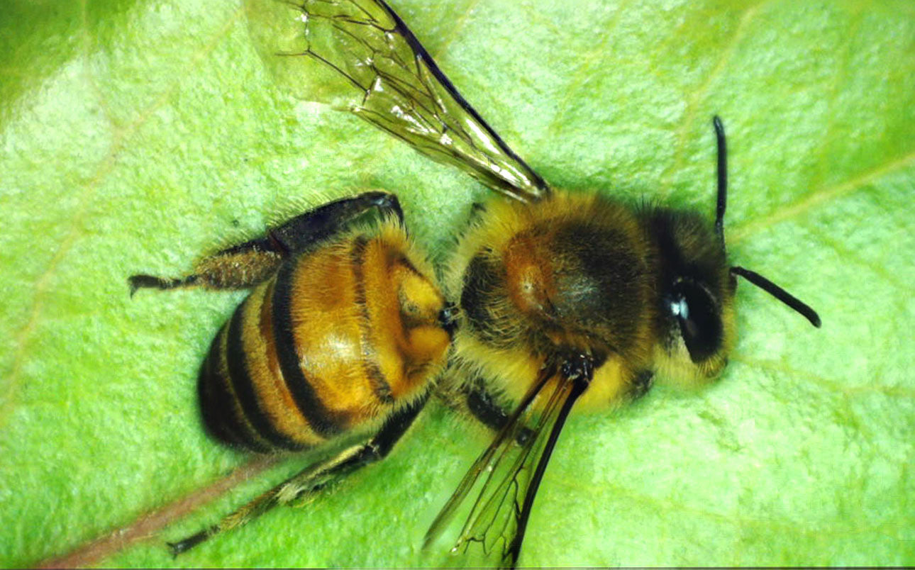 デジタル顕微鏡 1080P HD