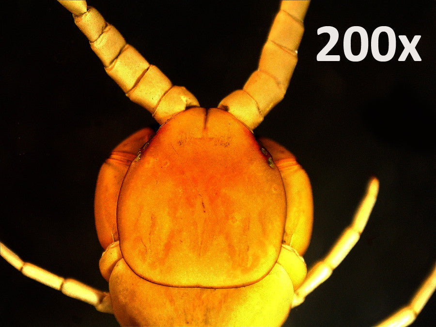 デジタル顕微鏡 ハンディPRO 5MP