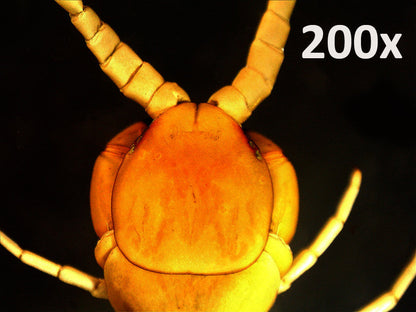 デジタル顕微鏡 ハンディPRO 5MP