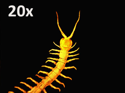 デジタル顕微鏡 ハンディPRO 5MP