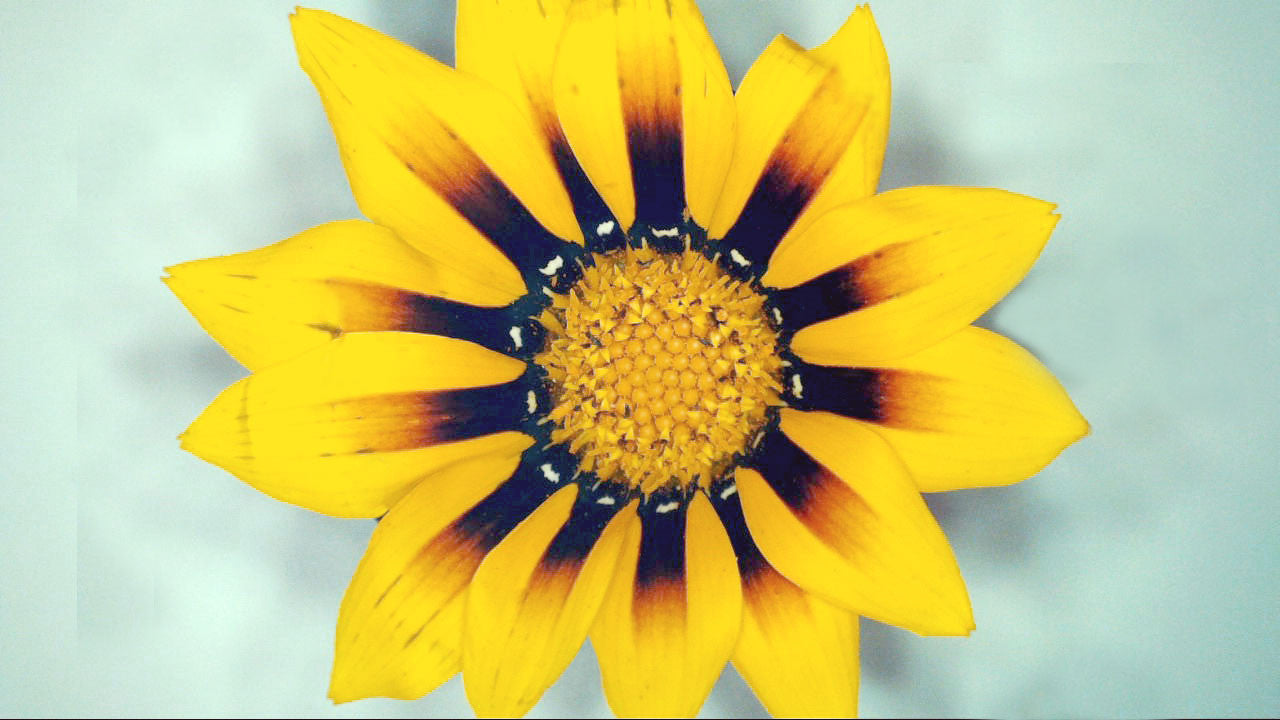 デジタル顕微鏡 1080P HD