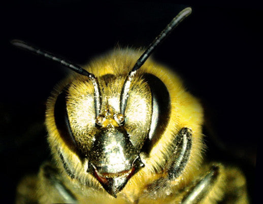 デジタル顕微鏡 1080P HD