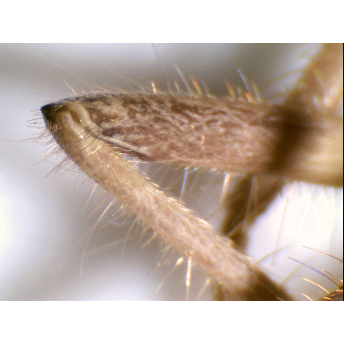 デジタル顕微鏡カメラ 5MP｜CE-MA5DM-44422