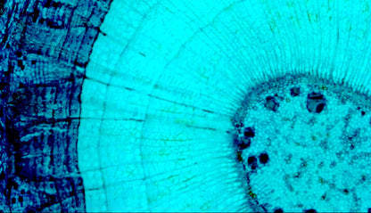 デジタル顕微鏡 1080P HD